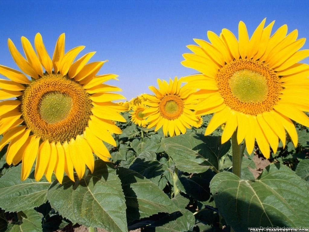 Sunflower Flower Wallpapers Crazy Frankenstein