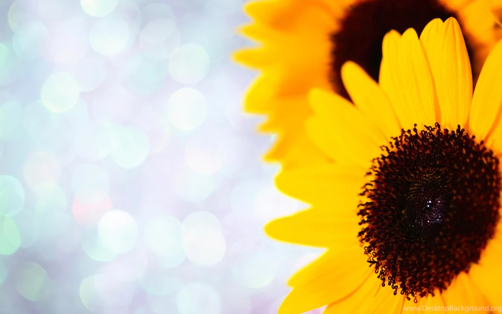 Sunflower Wallpapers Free