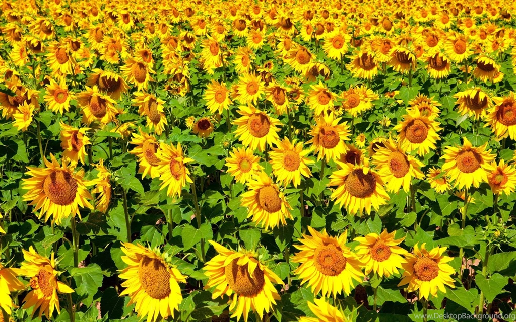 Sunflower Wallpapers