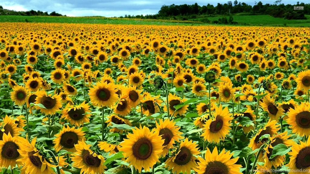 Sunflowers Wallpapers   Flower Wallpapers
