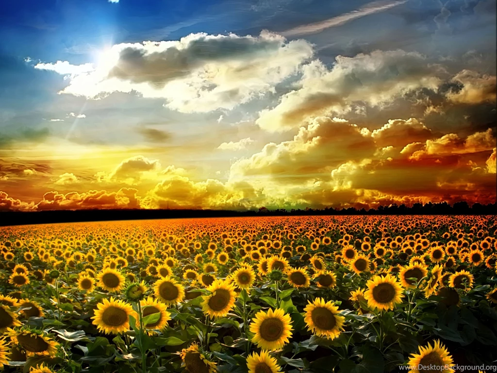 Flowers Desktop Wallpapers Ehiyo.com