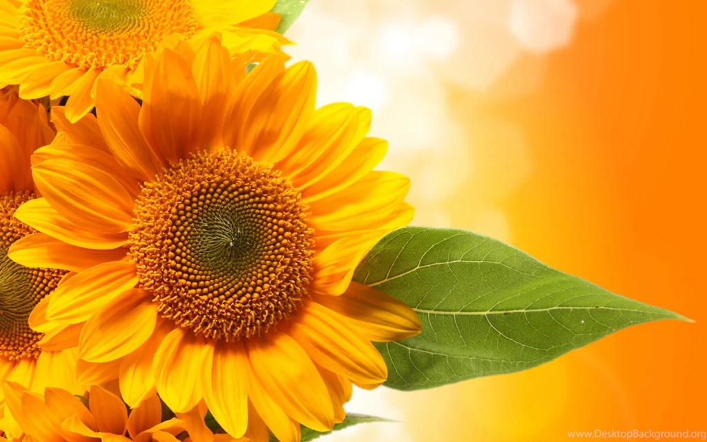 Sunflower Desktop