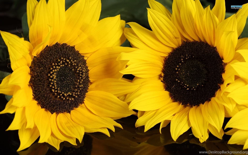 Sunflowers Wallpapers Flower Wallpapers