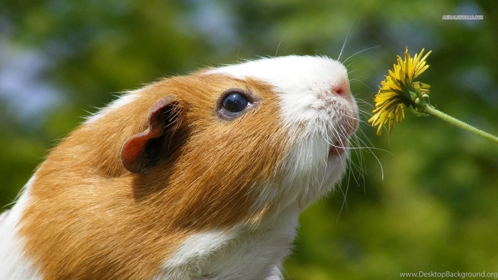 Funny Guinea Pig Photos   Wallpapers HD Base
