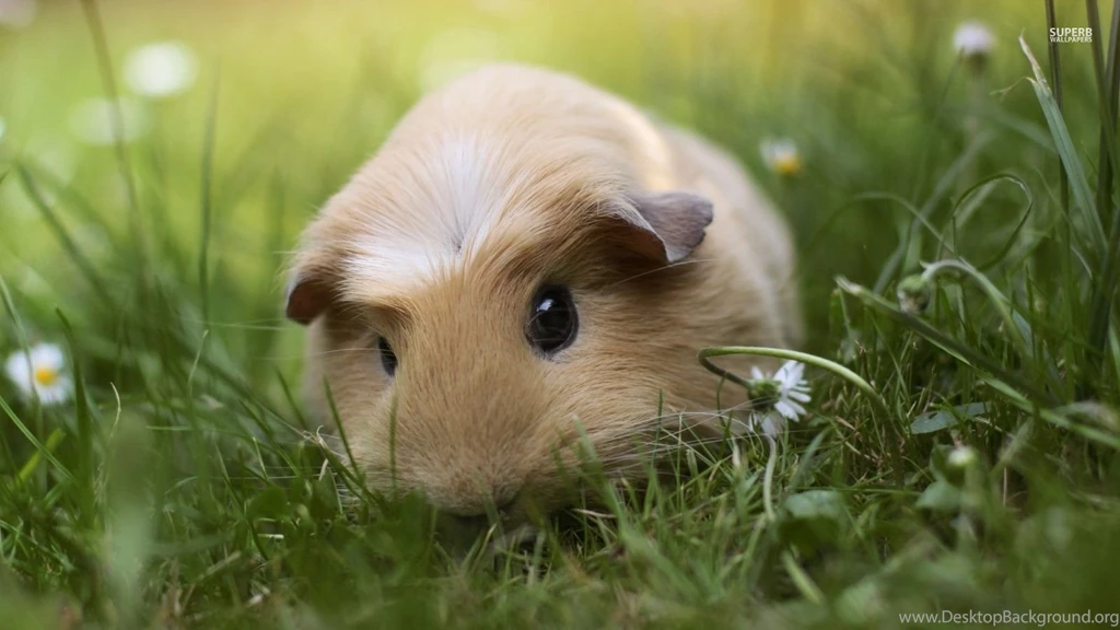 Guinea Pig Guinea Pigs Wallpapers (38684948) Fanpop