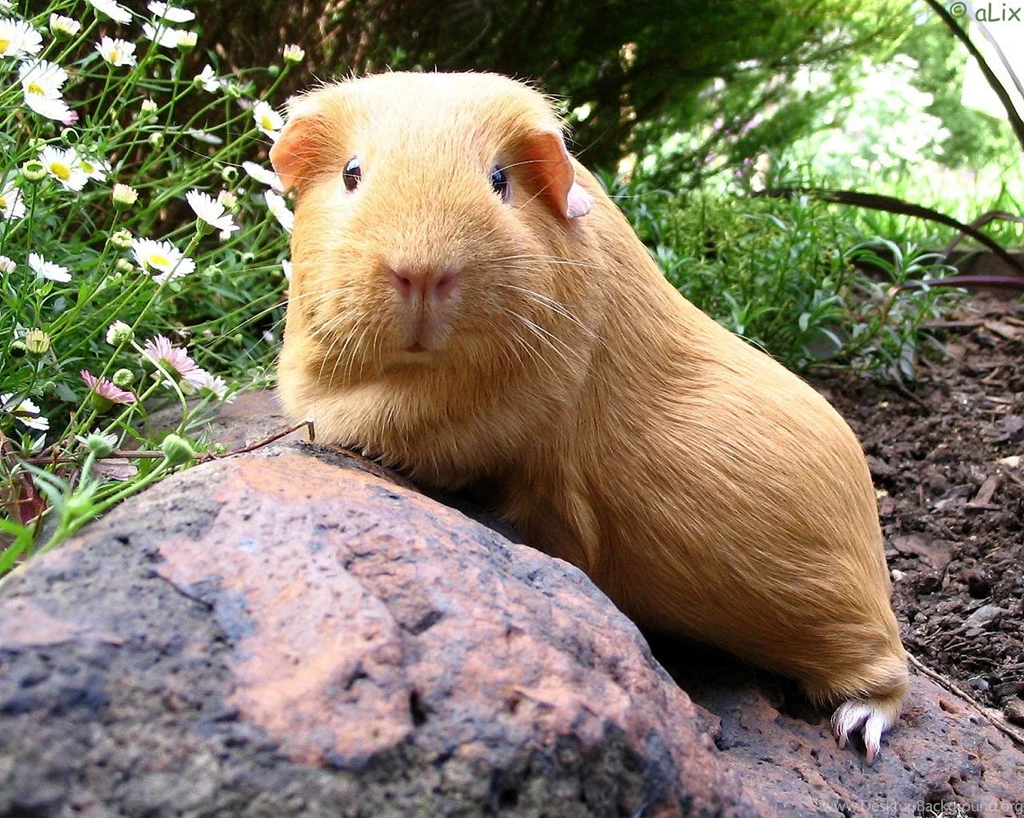 Free Wallpapers Guinea Pig In Grass In Garden