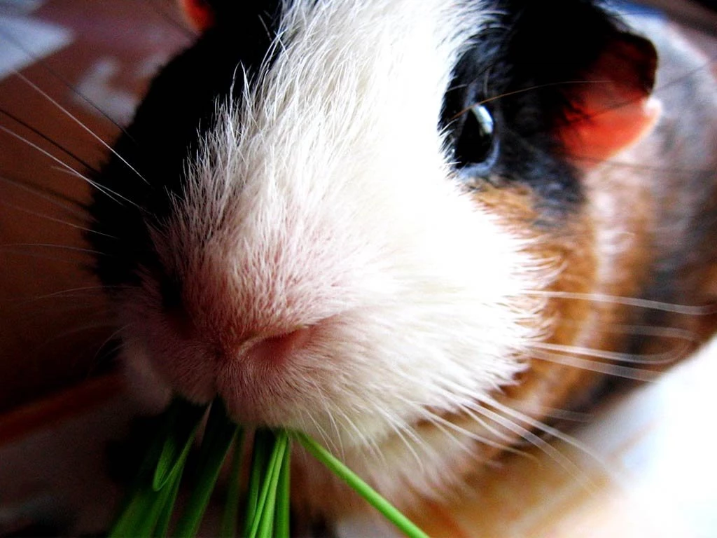 Guinea Pig Wallpapers And Backgrounds Animals Town