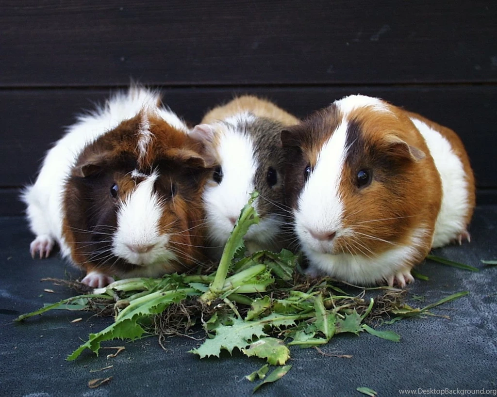 Guinea Pigs Guinea Pigs Wallpapers (15107594) Fanpop