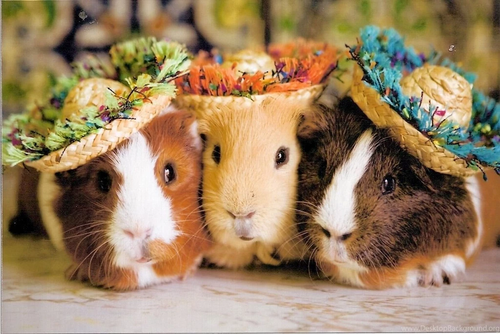 Funny Guinea Pig Photos   Wallpapers HD Base