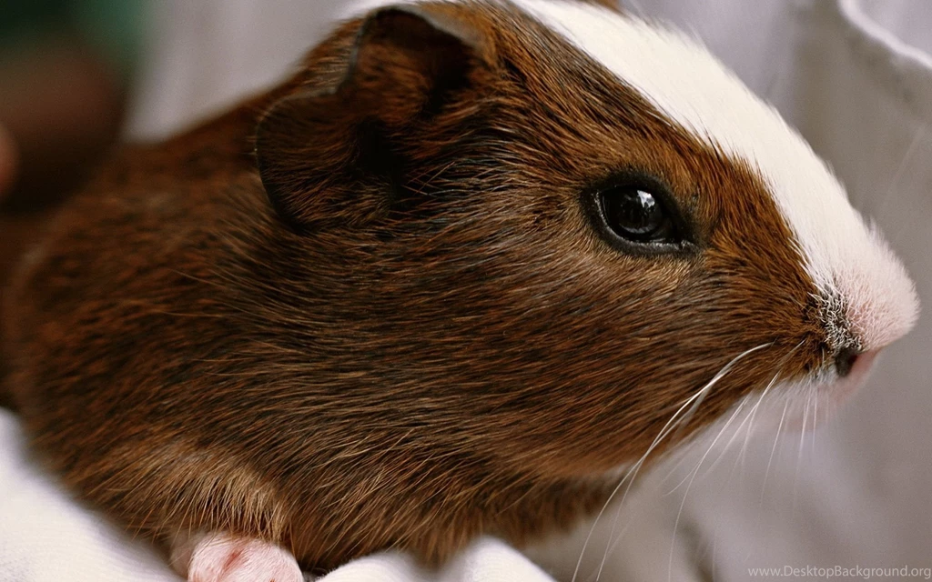 Guinea Pig Wallpapers And Images Wallpapers, Pictures, Photos