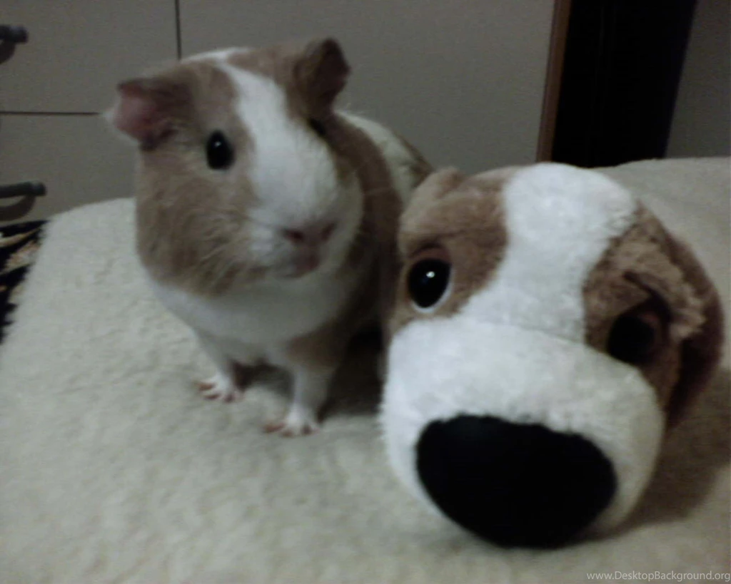 Guinea Pigs Guinea Pigs Wallpapers (15107497) Fanpop