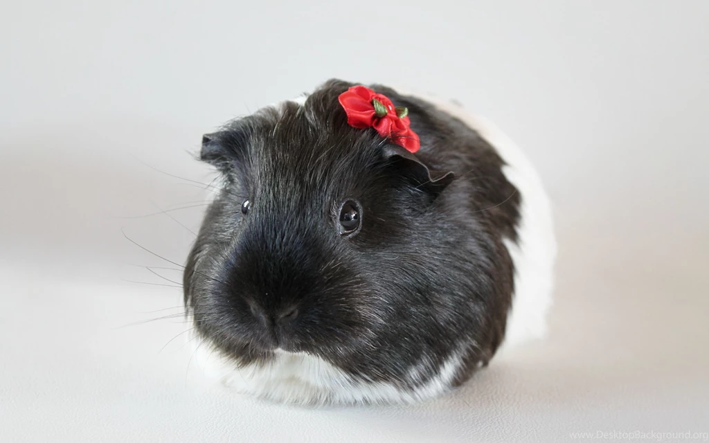 Guinea Pig Computer Wallpapers, Desktop Backgrounds