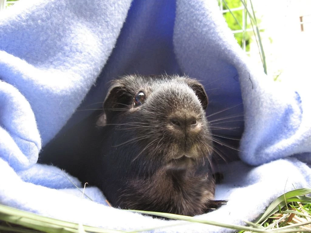 Guinea Pigs Guinea Pigs Wallpapers (15107509) Fanpop