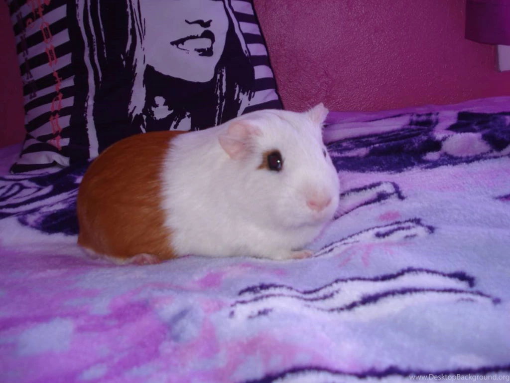Guinea Pigs Guinea Pigs Wallpapers (15107610) Fanpop