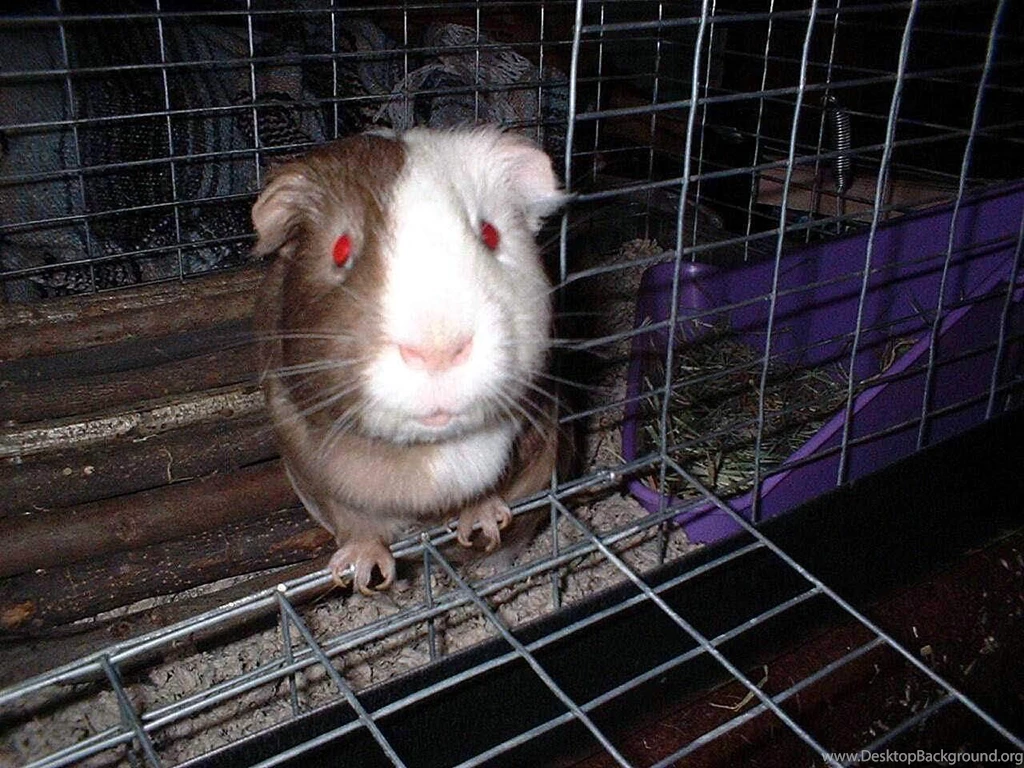 Guinea Pigs Guinea Pigs Wallpapers (15107578) Fanpop