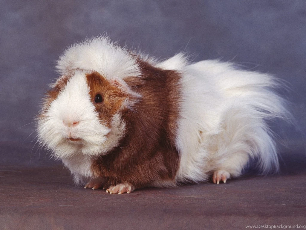 Free Wallpapers Guinea Pig Long Haired