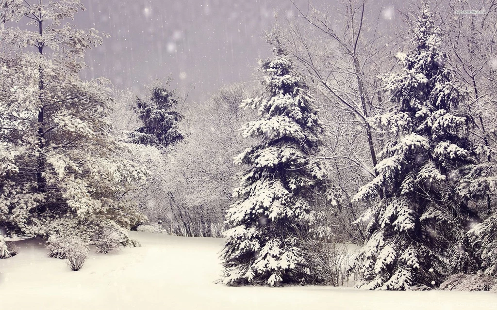 Snowing In The Forest Wallpapers