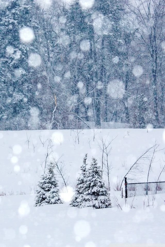 Winter Snowing HD Desktop Wallpapers : Widescreen : Fullscreen ...