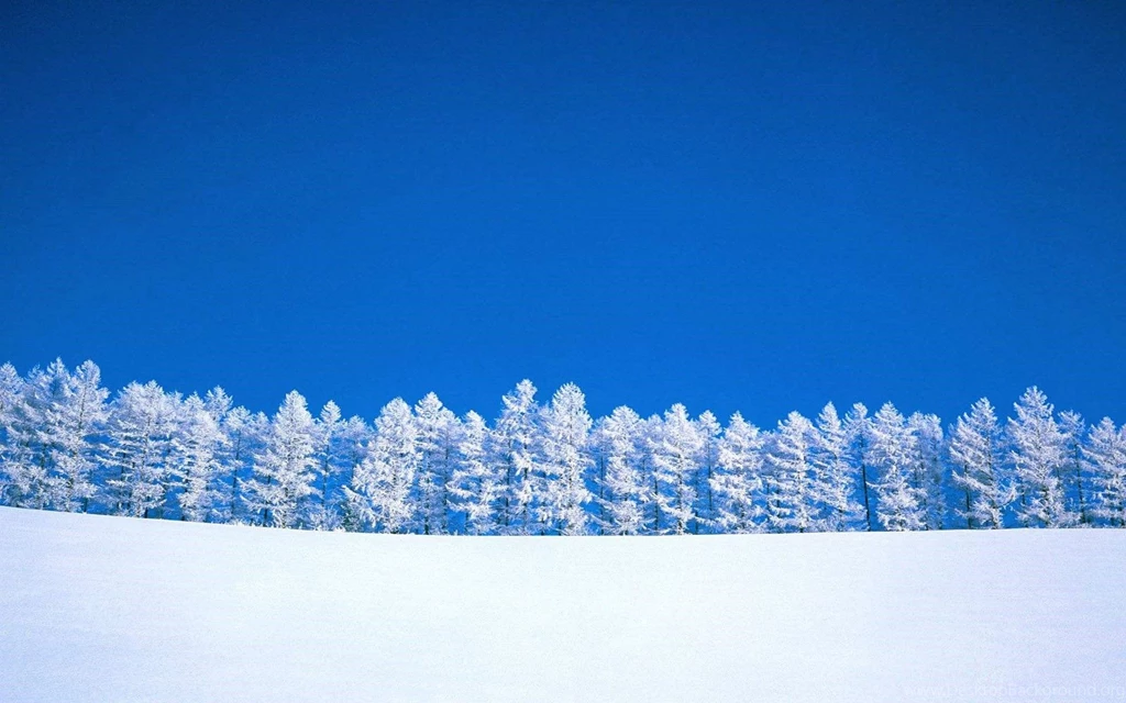 Forest, Trees, Seasons, Foliage Photo Gallery