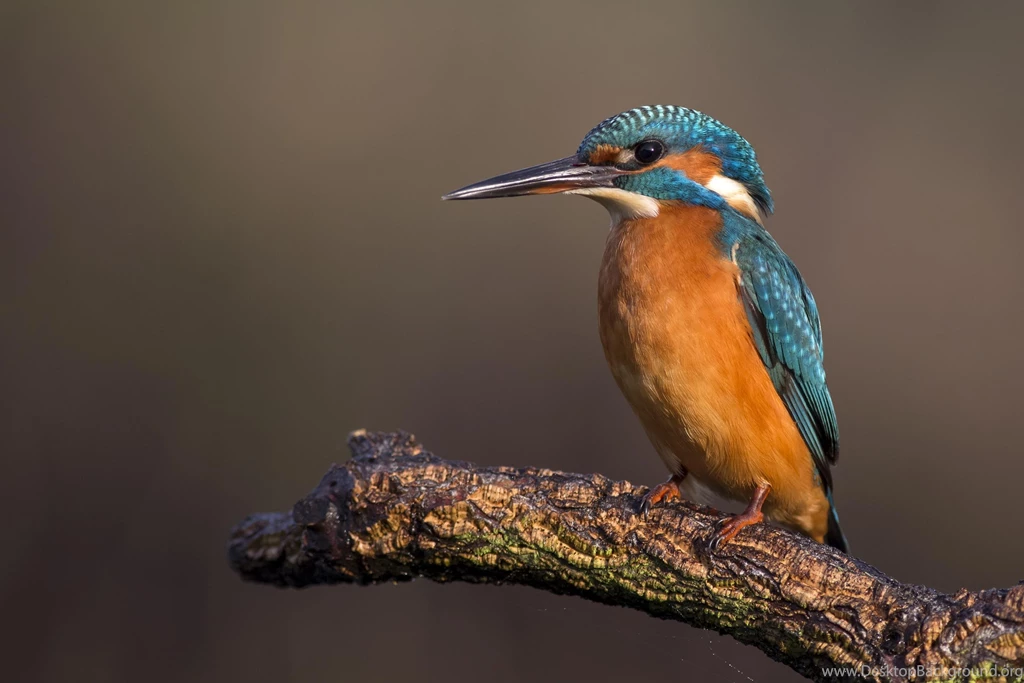 95 Beautiful Images From Ubuntu 14.04 Wallpapers Contest ...