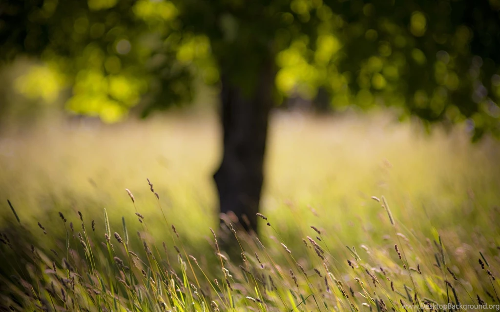 Download Blurred Nature Wallpapers 7608 2560x1600 Px High ...