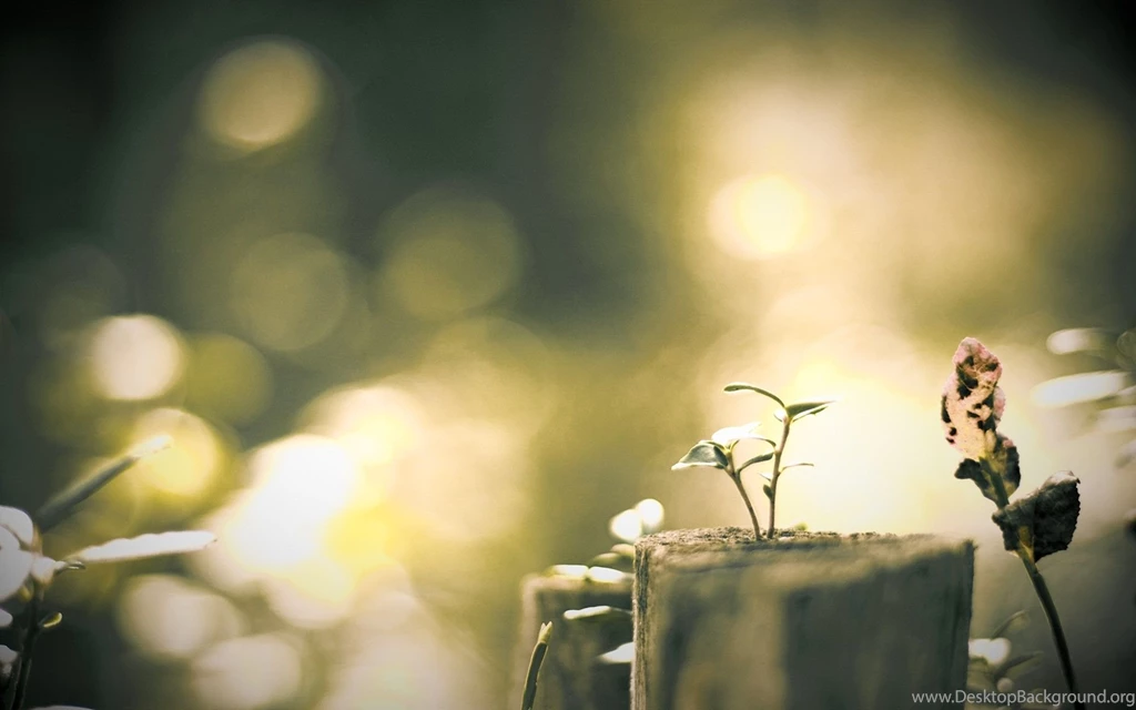 Download Blurred HD 7589 1920x1200 Px High Resolution Wallpapers ...