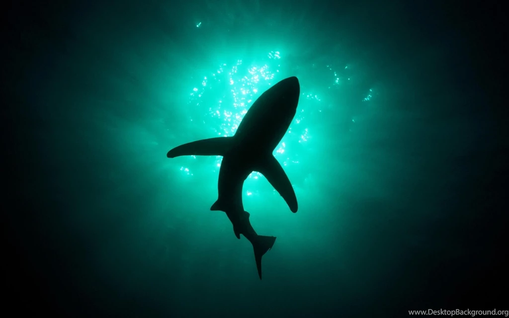 Underwater Shark Silhouette Wallpaper.jpg