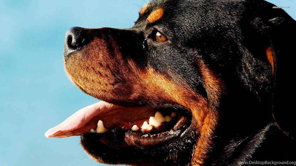 Rottweiler Computer Wallpapers, Desktop Backgrounds