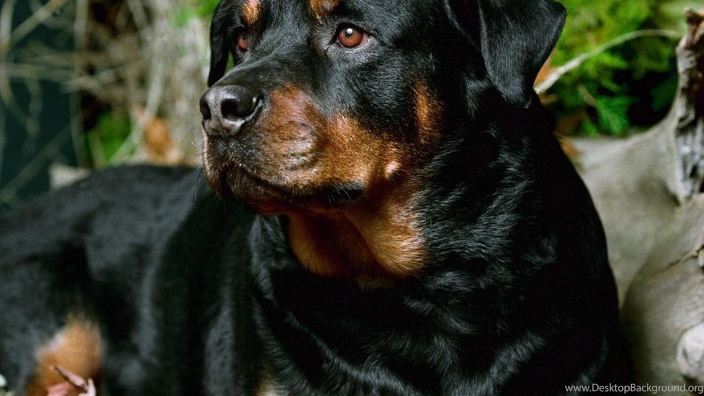 Animals Dogs Rottweiler Wallpapers