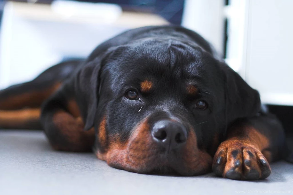 Rottweiler By Timosetae On DeviantArt