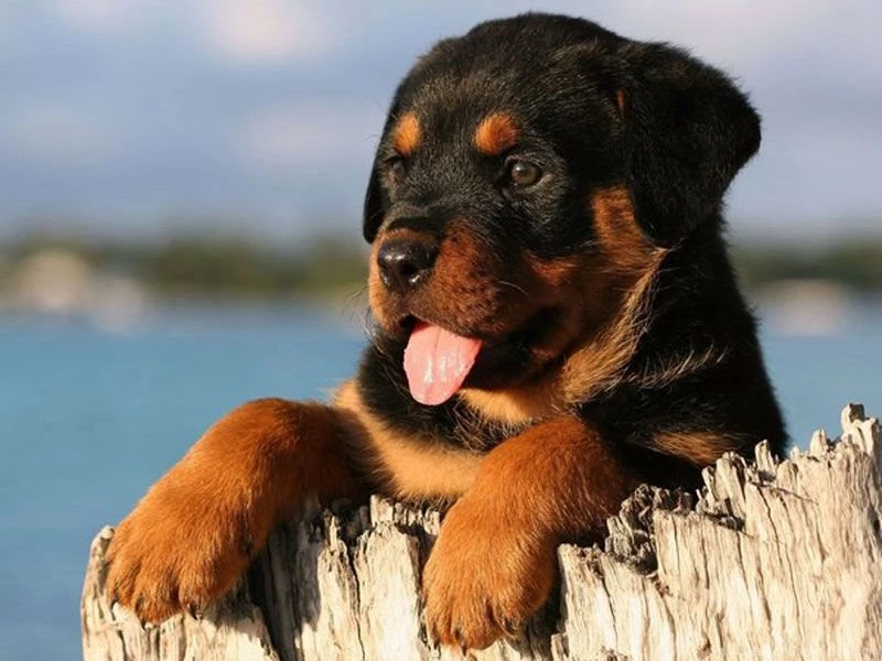 American Rottweiler Puppies The Dog Wallpapers Best The Dog ...