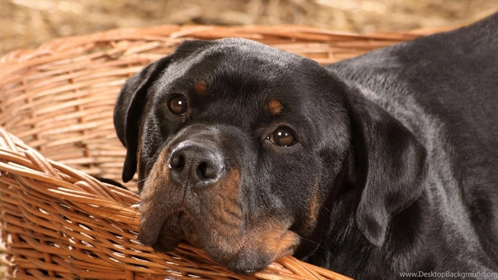 Full HD 1080p Rottweiler Wallpapers HD, Desktop Backgrounds 1920x1080