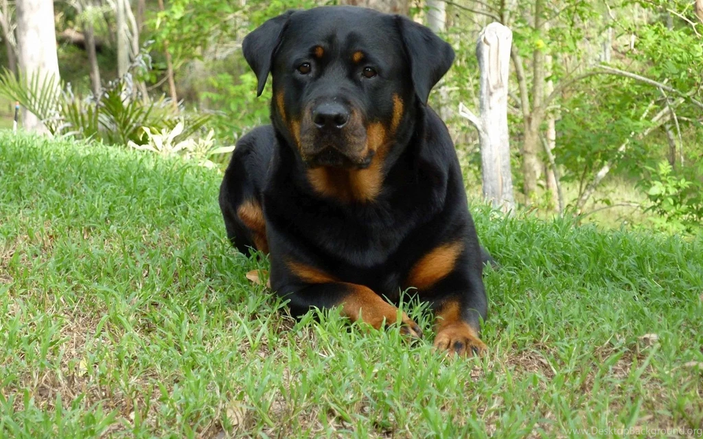 Rottweiler Wallpapers   The Dog Wallpapers   Best The Dog Wallpapers