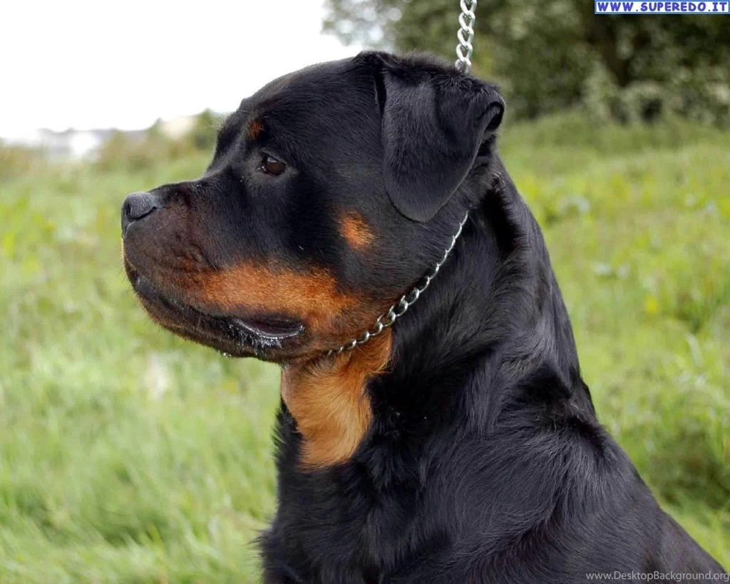 Rottweiler Wallpapers
