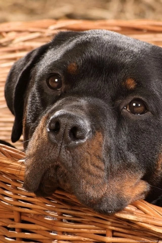 iPhone 4S, 4 Rottweiler Wallpapers HD, Desktop Backgrounds 640x960