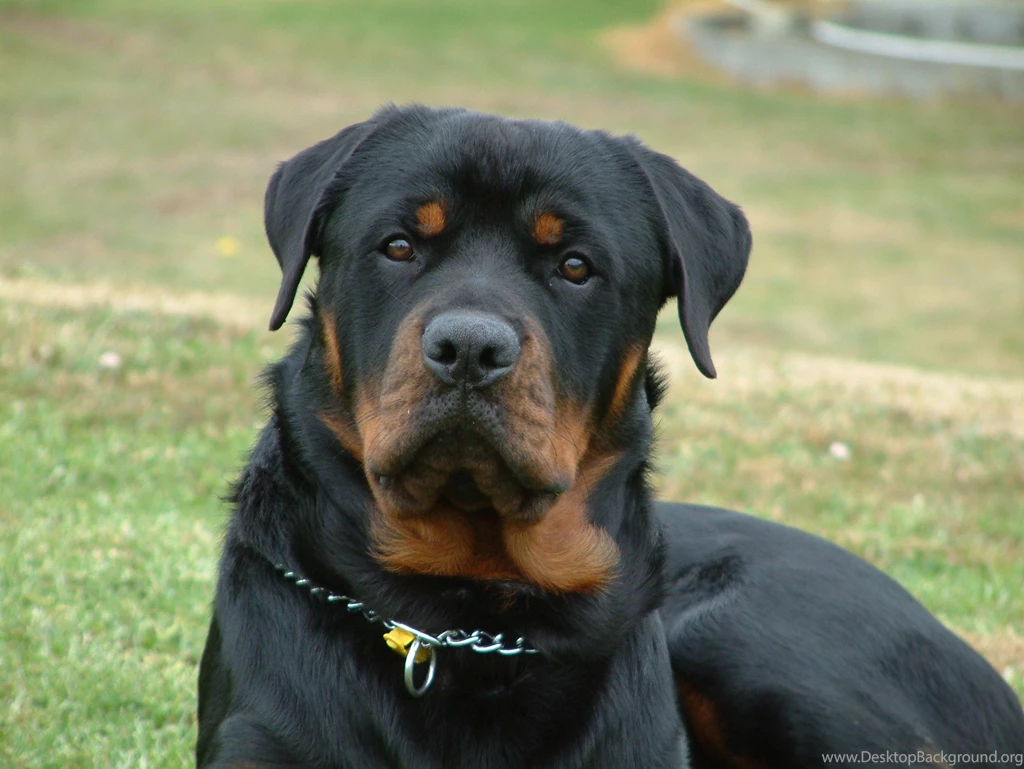 Dogs Rotty Relaxing Rottweiler Wallpapers Pictures Hd ~ Dogs For HD ...