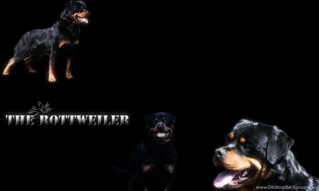 Rottweiler_widescreen_wallpaper.jpg