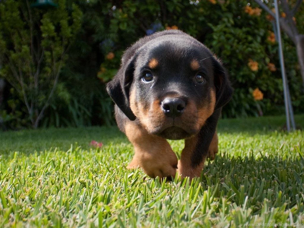 Cute Rottweiler Puppy Wallpapers Dogs Wallpapers