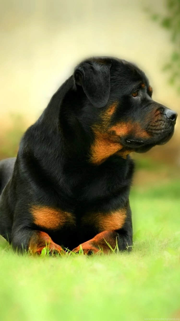 iPhone 6 Animal/Rottweiler Wallpapers ID: 608594