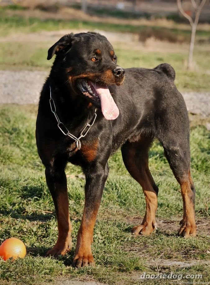 Top Rottweiler Wallpapers For Desktop Images For Pinterest