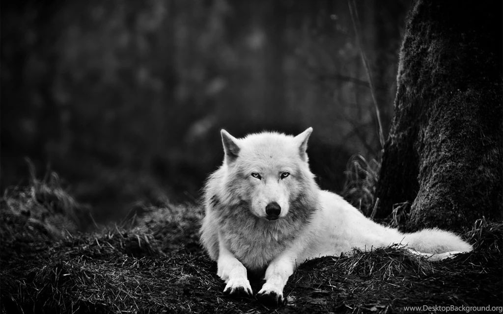 Gray Wolf