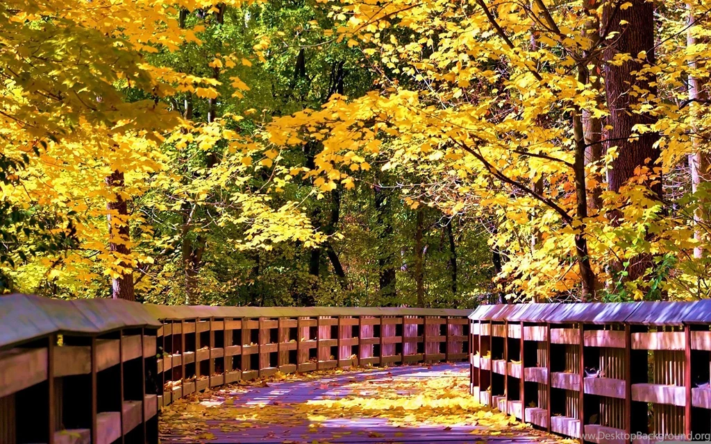 Bridges Forest Bridge Autumn Sunlight Wooden Fall Trees Leaves ...