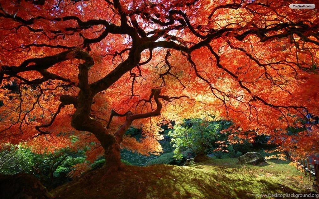 Fall Trees Backgrounds