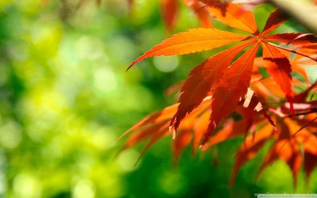 Orange Fall Leaves Against A Green Backgrounds HD Desktop Wallpapers ...