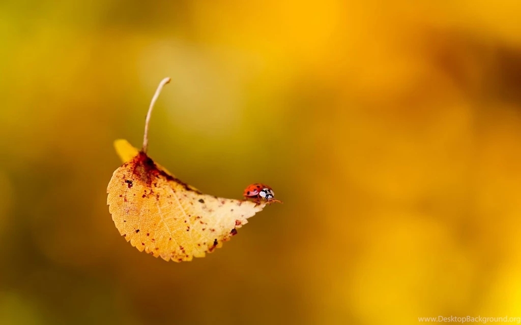 Desktop Wallpapers: Fall Backgrounds