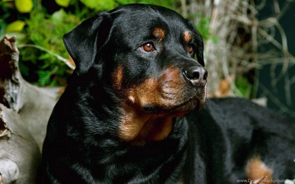 Beautiful Rottweiler   Rottweiler Wallpapers (13378967)   Fanpop