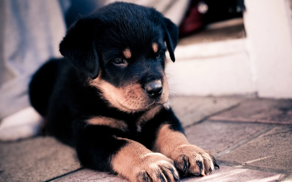 1920x1200 Rottweiler Puppy Wallpapers