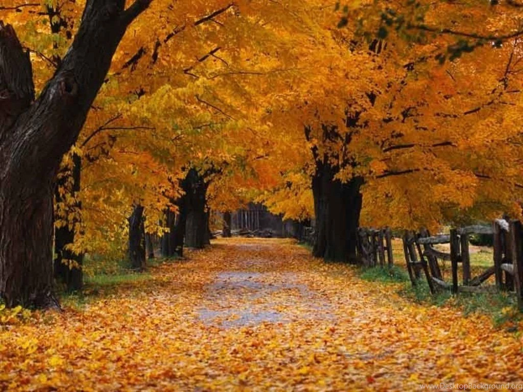 Fall Background Images