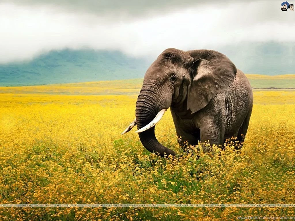 Elephants 0v.jpg