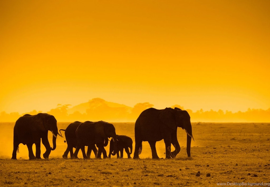 Elephant Wallpapers • HD Wallpapers Day